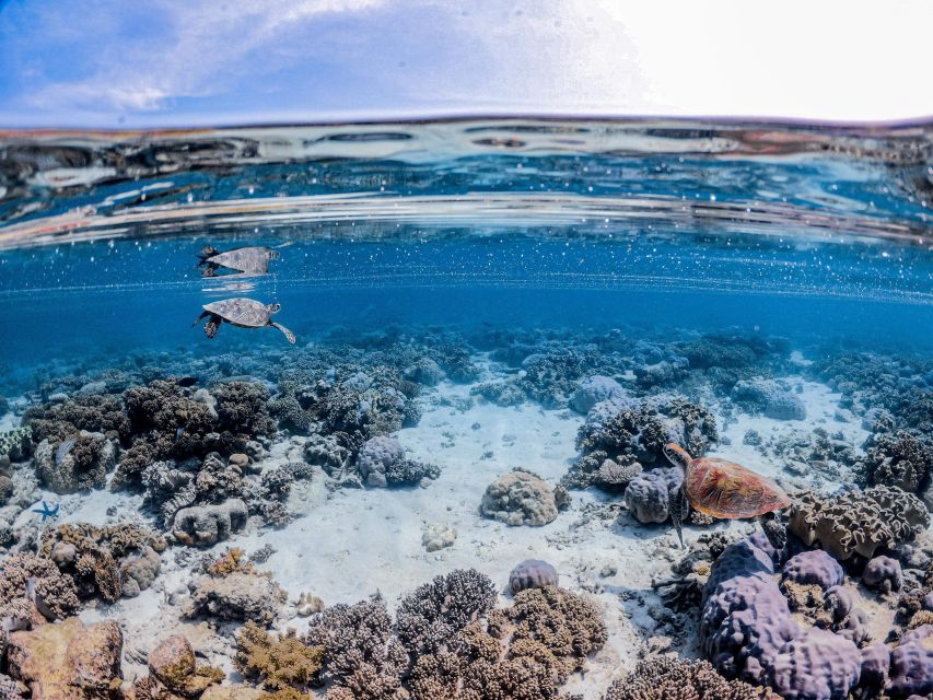 From Port Douglas: Outer Reef Cruise by Luxury Catamaran - The second reef site and glass-bottom alternative