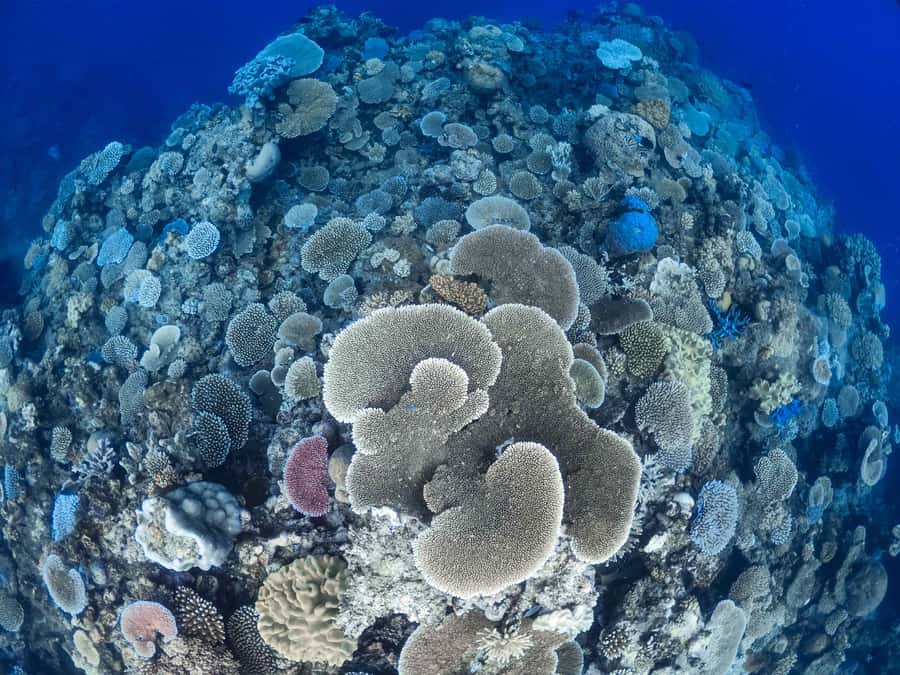 From Port Douglas: Outer Reef Cruise by Luxury Catamaran - Who will get the most from this $240 trip