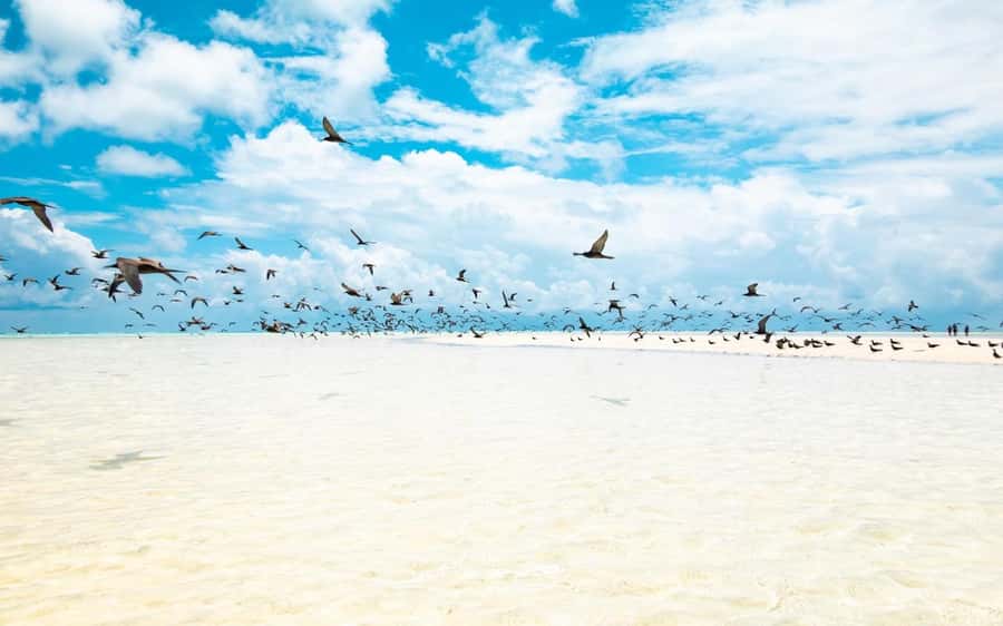 From Tahiti: Tetiaroa Island Tour by Sailing Catamaran - Tahitian lunch back aboard the catamaran