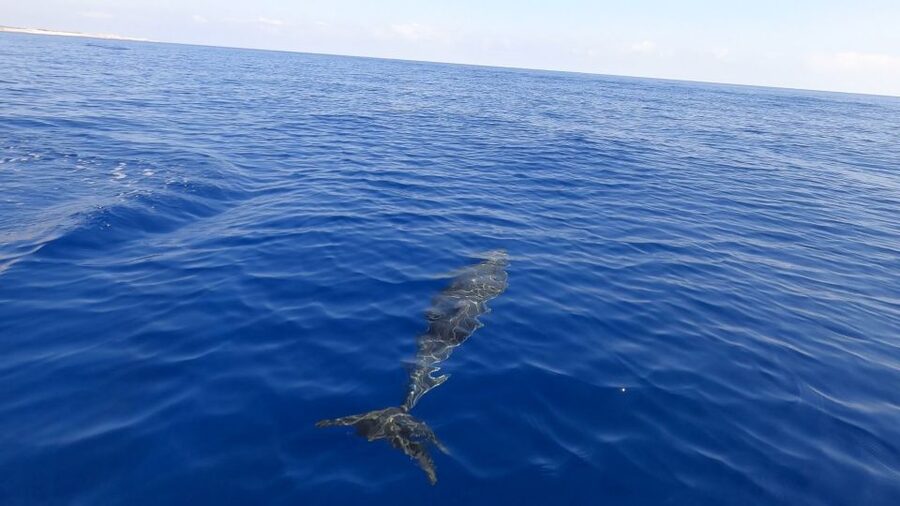 From Trapani: Full-Day Sailboat Trip to Favignana & Levanzo - Levanzo and the calm of Cala Fredda