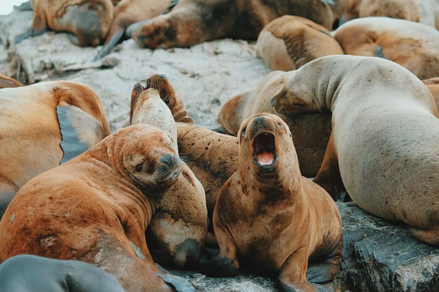 From Ushuaia: Beagle Channel Catamaran Tour - Key points to know before sailing