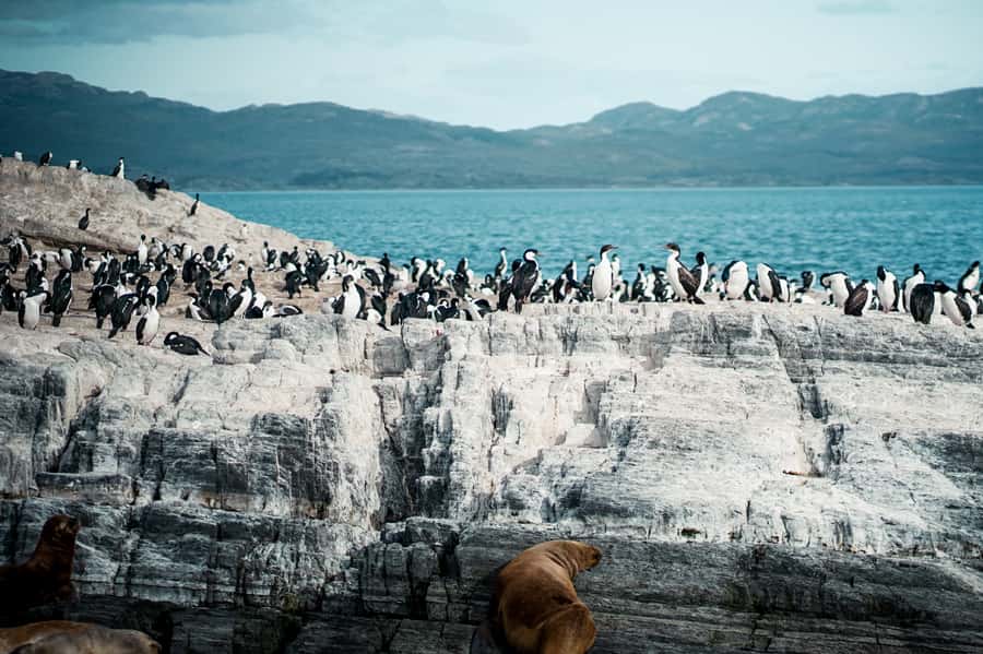 From Ushuaia: Beagle Channel Catamaran Tour - Leaving Ushuaia Bay for the Beagle Channel