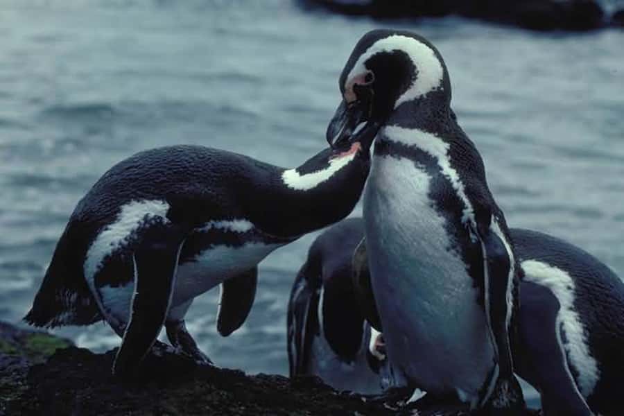From Ushuaia: Penguin Watching Tour by Catamaran - Key points to know before you book