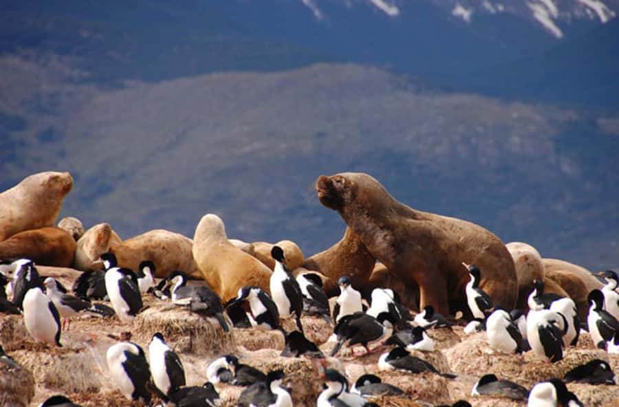 From Ushuaia: Penguin Watching Tour by Catamaran - Why Martillo Island makes this cruise worth considering