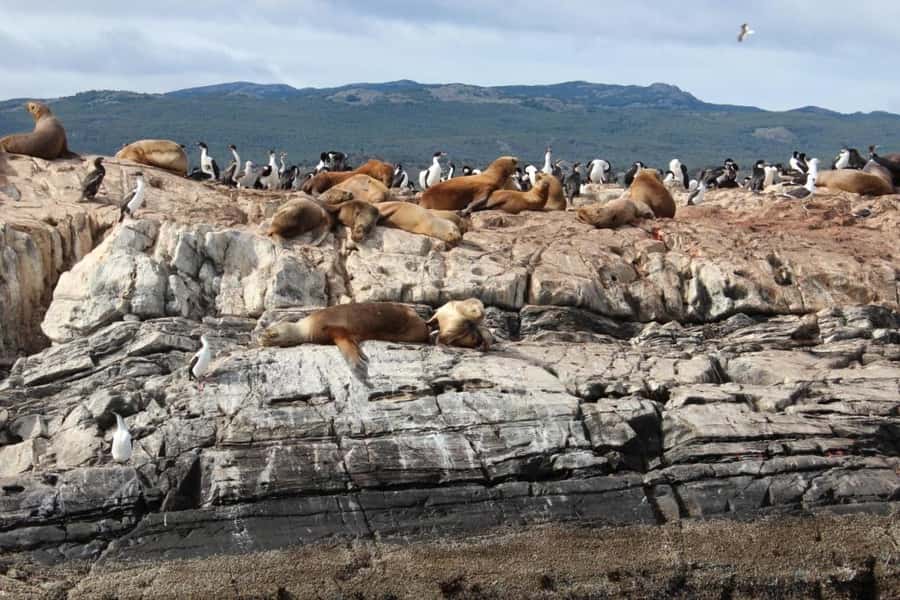 From Ushuaia: Penguin Watching Tour by Catamaran - Sea lions and cormorants on the island route