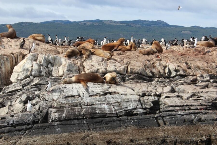 From Ushuaia: Penguin Watching Tour by Catamaran - Price, pickup, and what you actually receive