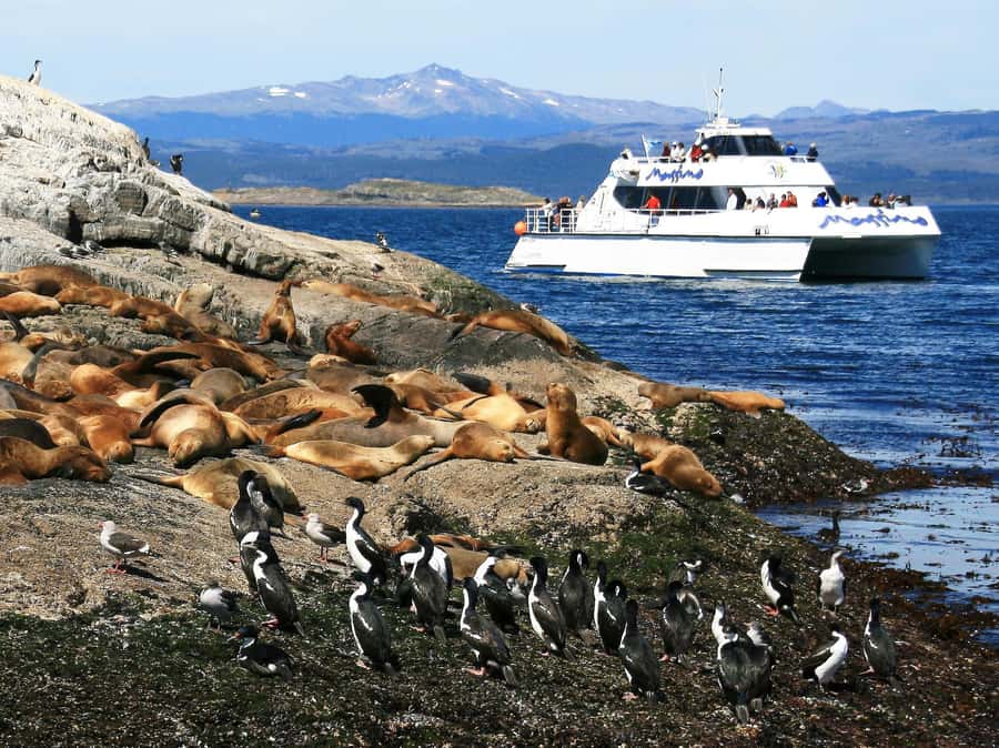 From Ushuaia: Penguin Watching Tour by Catamaran - Who will enjoy this route most