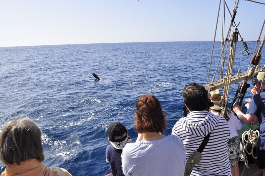 Fuerteventura: 4-Hour Pirate Sailing Adventure - Hoist the sails and learn a few sailor skills