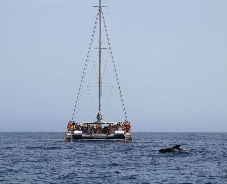 Fuerteventura: Magic Catamaran Trip with Food and Drinks - Key points to know before booking