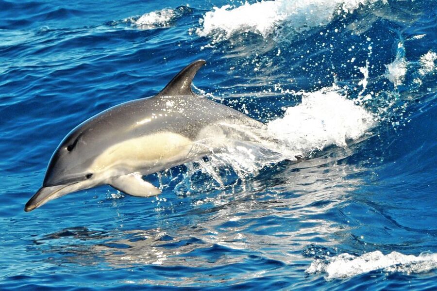 Fuerteventura: Magic Catamaran Trip with Food and Drinks - Pickup, timing, and what your four hours include