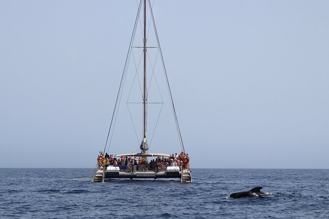 Fuerteventura: Magic Select Catamaran Trip with Food & Drinks - Who will enjoy the Magic Select most?