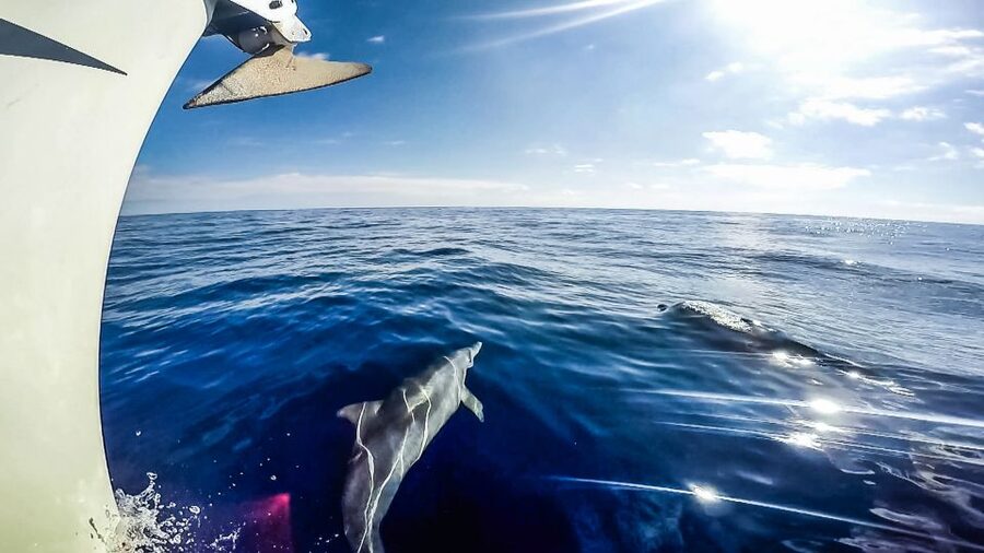 Fuerteventura: Sailing with Snorkeling and Dolphin Watching - Should you book the Fuerteventura sailing cruise?