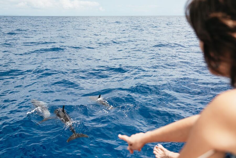 Funchal Bay: Dolphin & Whale Watch Luxury Catamaran Cruise - The leisurely return along Madeira’s coast