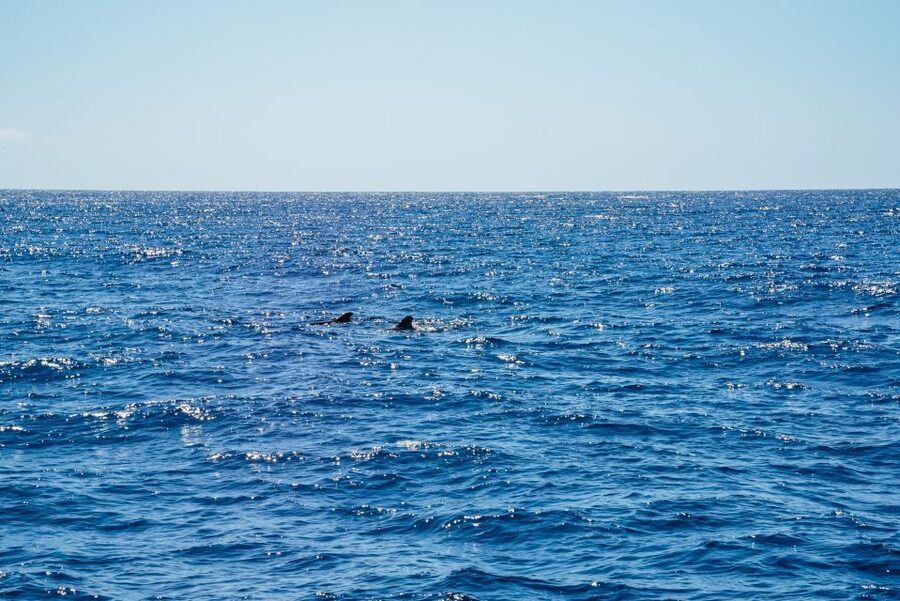 Funchal: Dolphin and Whale Watching by Luxury Catamaran - Key points to know before booking