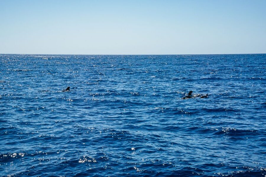 Funchal: Dolphin and Whale Watching by Luxury Catamaran - Should you book the Magic Dolphin catamaran?