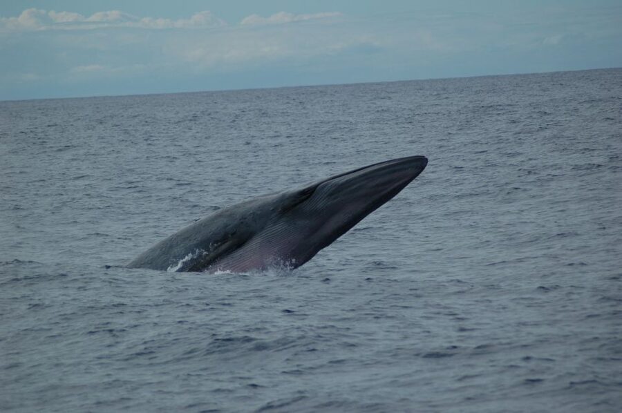 Funchal: Dolphin and Whale Watching Catamaran Cruise - Key points at a glance