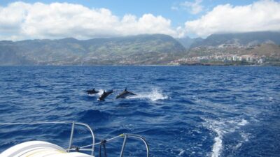 Dolphin and Whale Watching Catamaran Cruise