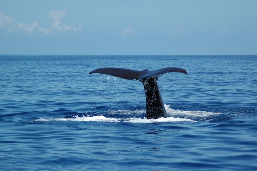 Funchal: Dolphin and Whale Watching Catamaran Cruise - Cabo Girão and the summer swim stop