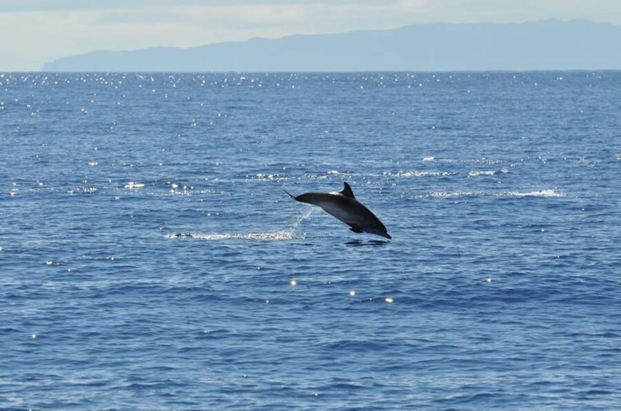 Funchal: Dolphin and Whale Watching Catamaran Cruise - Who should book this Funchal cruise?