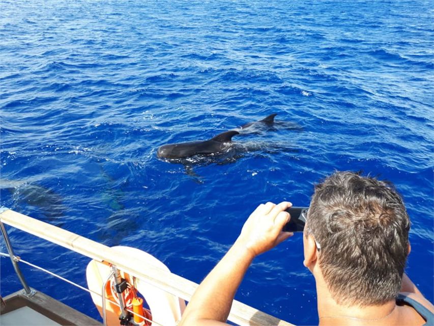 Funchal: Dolphin and Whale Watching Sailing Trip - A relaxed trip rather than a packed boat ride