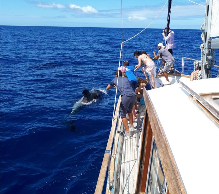 Funchal: Dolphin and Whale Watching Sailing Trip - Drinks, swimming, and what the $47 covers