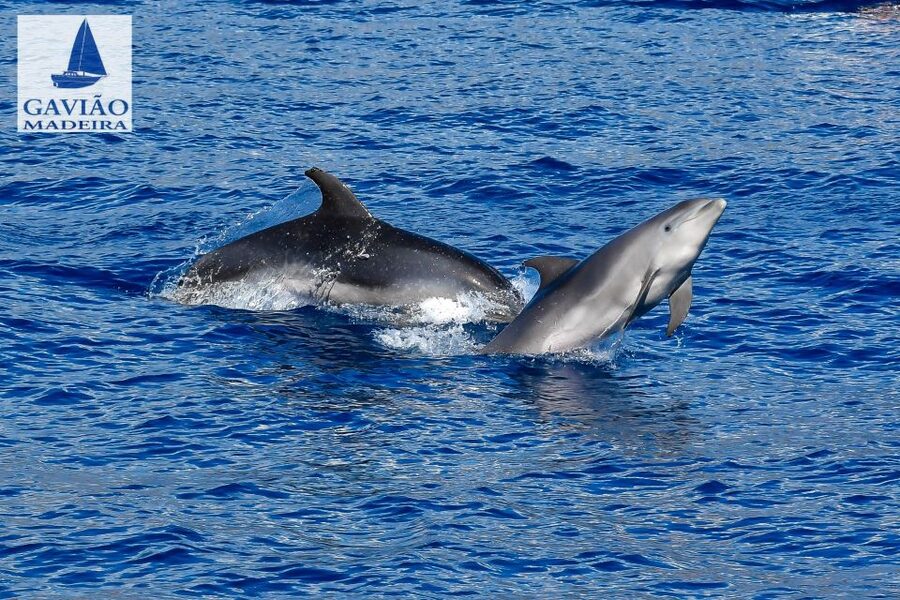 Funchal: Dolphin and Whale Watching Sailing Trip - Timing, comfort, and practical preparation