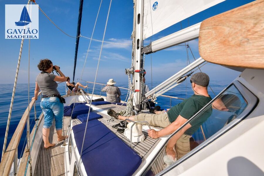 Funchal: Dolphin and Whale Watching Sailing Trip - Who will enjoy this Madeira boat trip