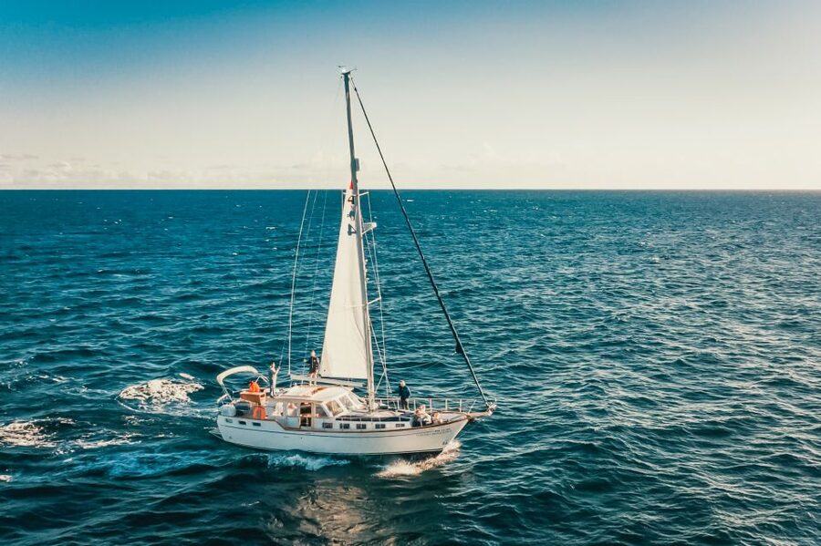 Funchal: Dolphin and Whale Watching Sailing Trip - Should you book the Gaviao Madeira trip?