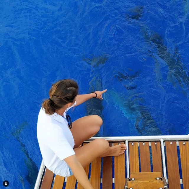 Funchal: Dolphin and Whale Watching Sailing Trip - Searching for dolphins, whales, and turtles
