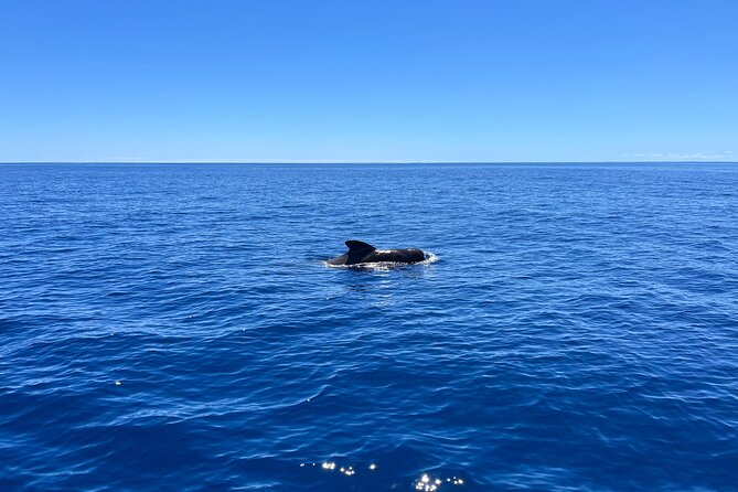 Funchal: Half and Full Day Private Sailboat Tour - Drinks, snacks, and the optional gourmet menu
