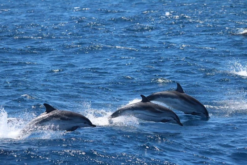 Giardini Naxos: Dolphin Catamaran Sunset Tour with Aperetif - The dolphin search and what to expect