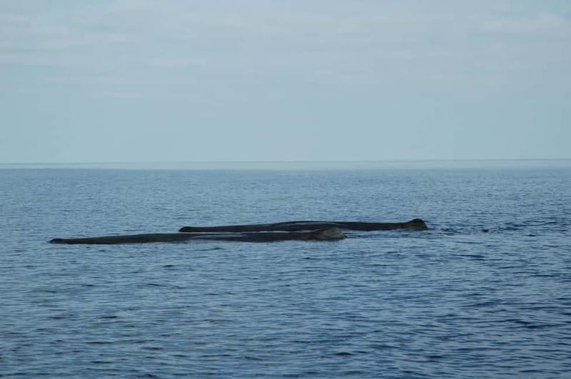 Giardini Naxos: Dolphin Catamaran Sunset Tour with Aperetif - Music, crew, and the feel on board
