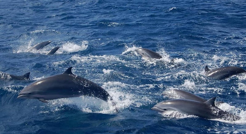 Giardini Naxos: Dolphin Catamaran Sunset Tour with Aperetif - The main drawbacks to consider