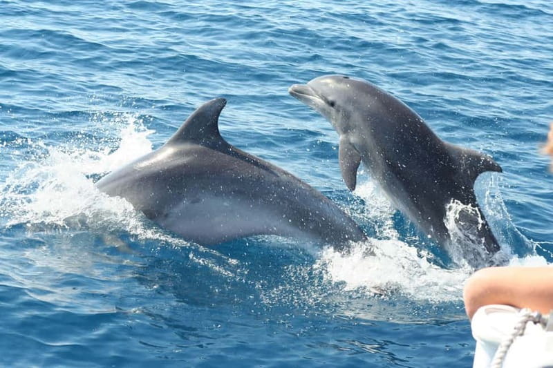 Giardini Naxos: Dolphin Catamaran Sunset Tour with Aperetif - Starting from Giardini Naxos or Jaaneta Beach