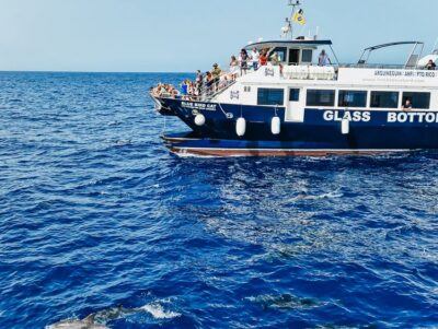 Catamaran Dolphin Watch Cruise with Snorkeling
