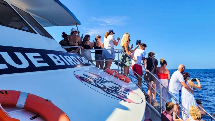 Gran Canaria: Catamaran Dolphin Watch Cruise with Snorkeling - Is $44 good value for three and a half hours?