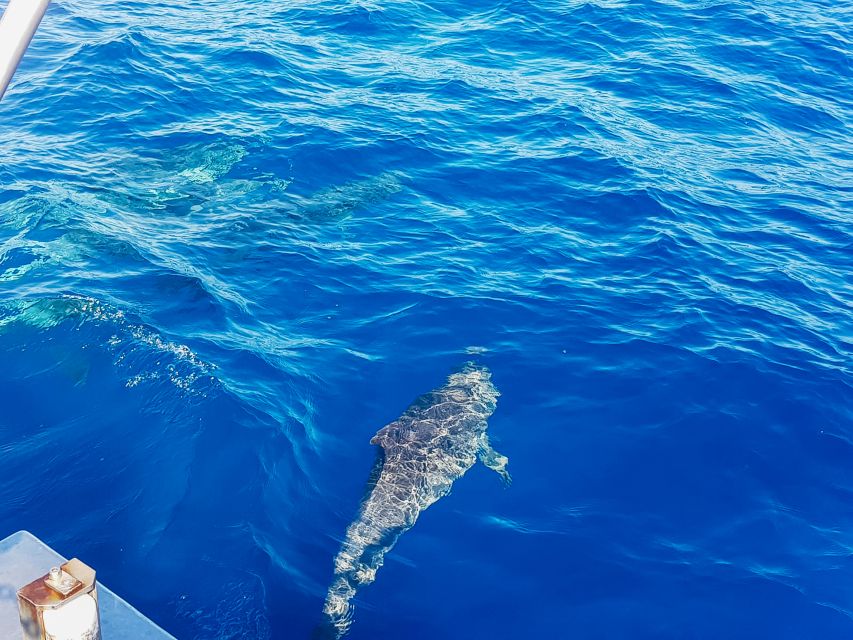 Gran Canaria: Catamaran Dolphin Watch Cruise with Snorkeling - Who will enjoy this catamaran most?