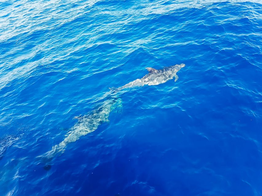 Gran Canaria: Catamaran Dolphin Watch Cruise with Snorkeling - FAQ