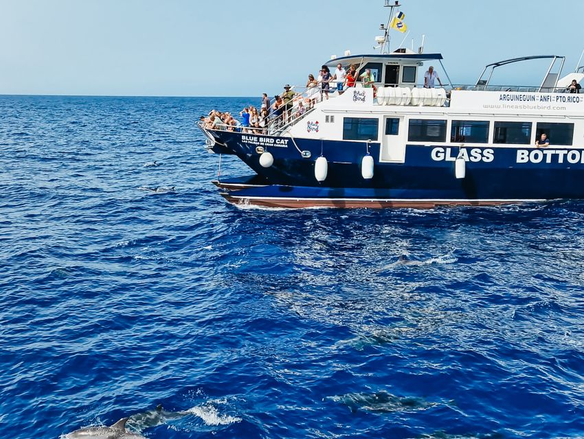 Gran Canaria: Catamaran Dolphin Watch Cruise with Snorkeling - Two hours searching the Atlantic for dolphins and whales