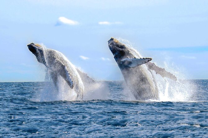 Half Day Private Sailing Cruise Puerto Vallarta with Snorkeling - Practical tips for a smoother boat day