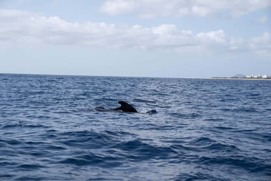 Half-Day Sailing Yacht Adventure in Sal Island - 3 hours - Key points before you book