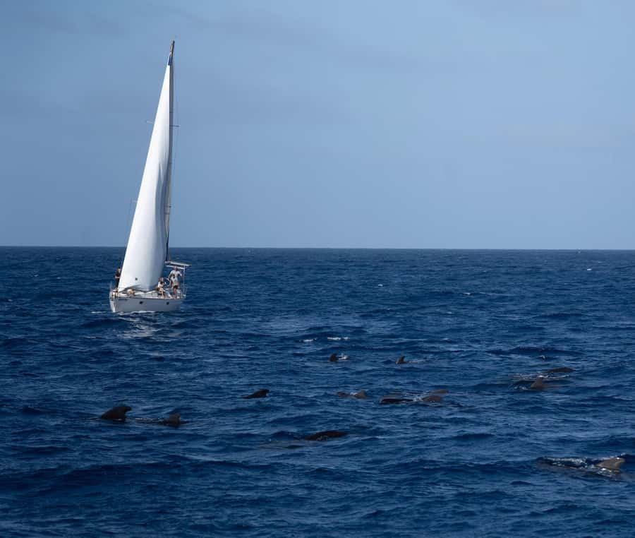 Half-Day Sailing Yacht Adventure in Sal Island - 3 hours - The optional swim and snorkel stop