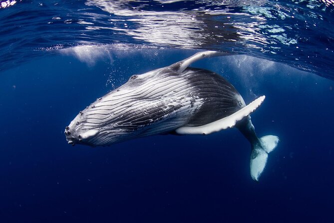 Half Day Tour : Moorea Snorkeling & Sailing on a Catamaran named Taboo - Who should book the Taboo?