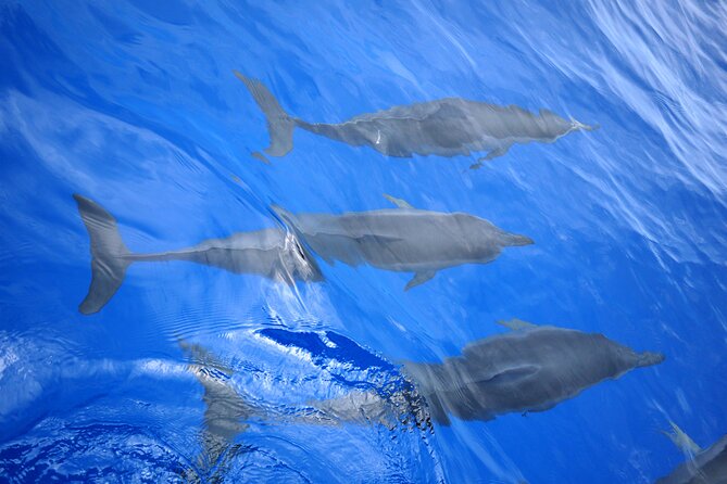 Hawaiian Sail and Snorkel in Kailua-Kona, Hawaii - Why Kini Kini Changes the Feel of the Trip