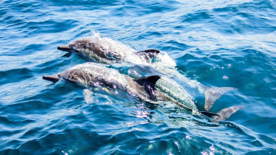 Heraklion: Dia Island Sailboat Cruise with Swimming and Meal - Practical details that can save you trouble