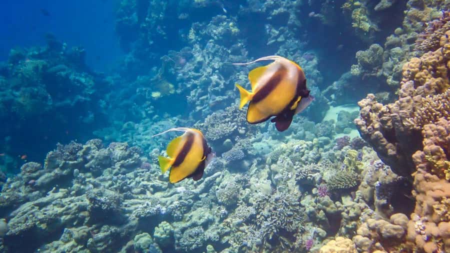 Hurghada: 3 Islands, Dolphins & Snorkel Yacht Trip w/ Lunch - What matters most before you book