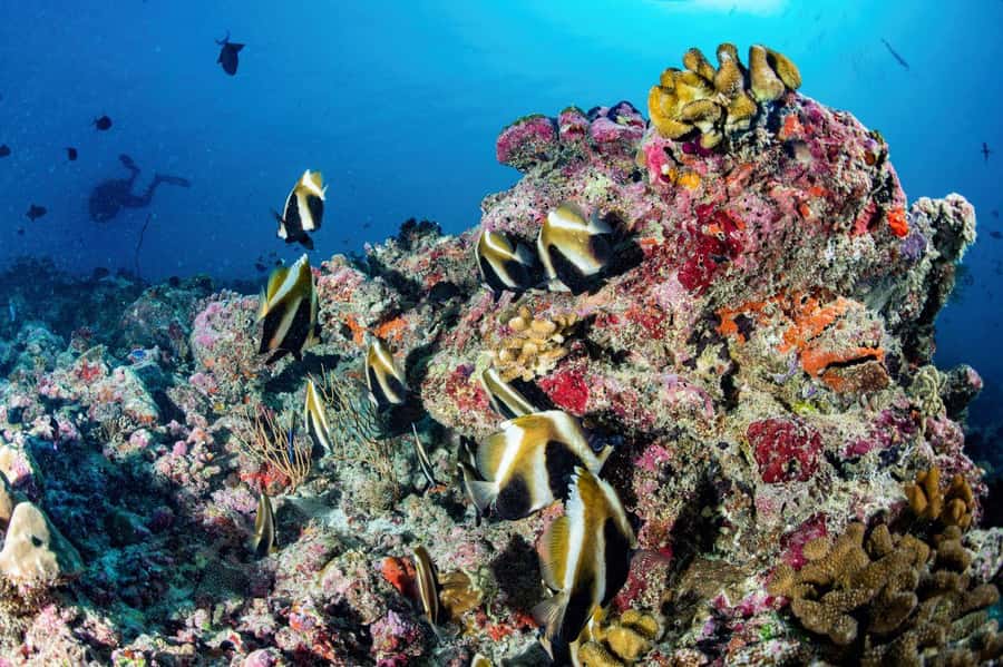 Hurghada: 3 Islands, Dolphins & Snorkel Yacht Trip w/ Lunch - Giftun Island: the strongest reef stop
