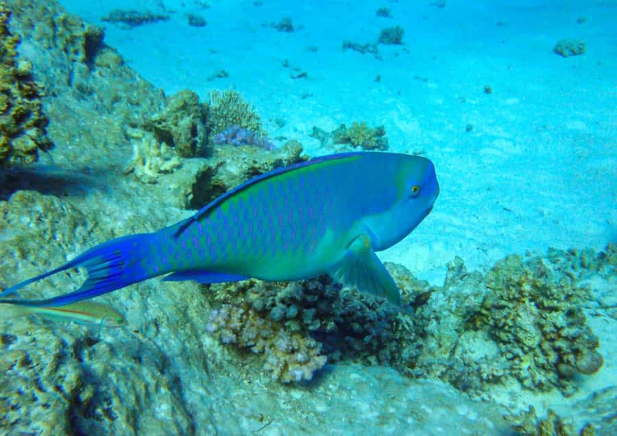 Hurghada: 3 Islands, Dolphins & Snorkel Yacht Trip w/ Lunch - Lunch, breakfast, and life onboard