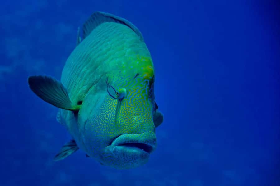 Hurghada: 3 Islands, Dolphins & Snorkel Yacht Trip w/ Lunch - Magawish Island: a calmer final stop
