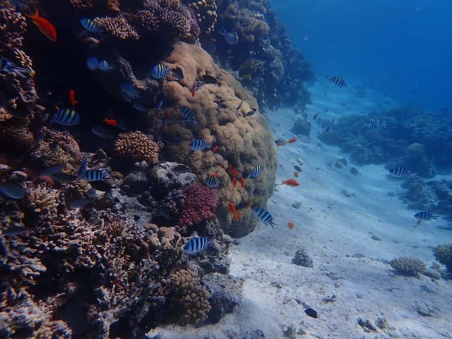Hurghada: Yacht trip To Magawish island w Snorkeling & Lunch - Key points to know before booking